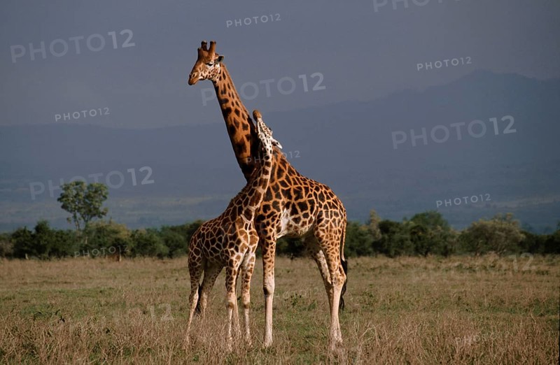 Rothschild's giraffe