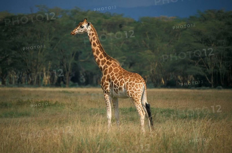 Rothschild's giraffe