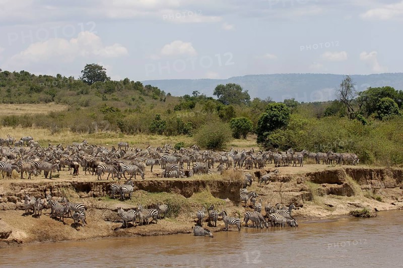 Herd of plains zebra