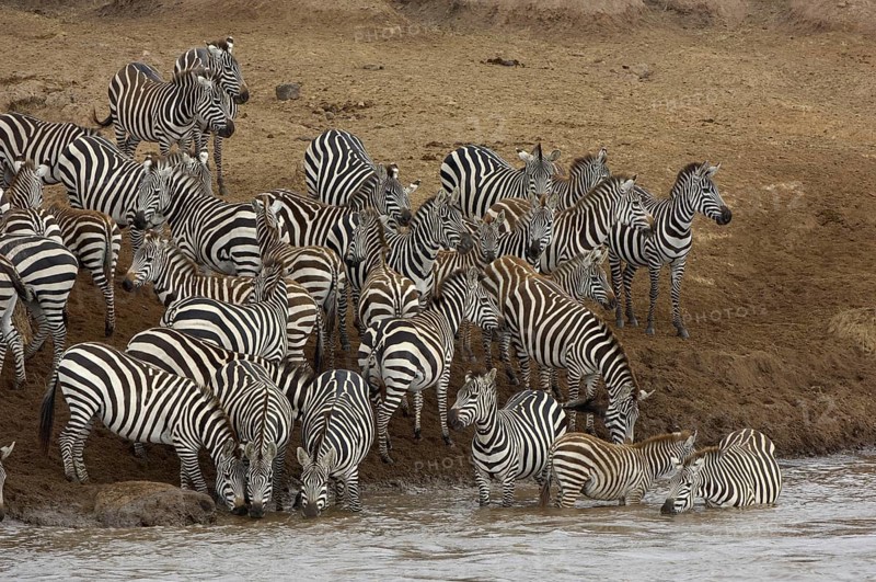 Herd of plains zebra