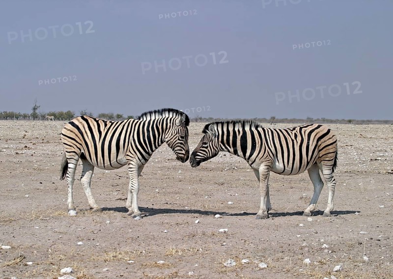 Common plains zebra