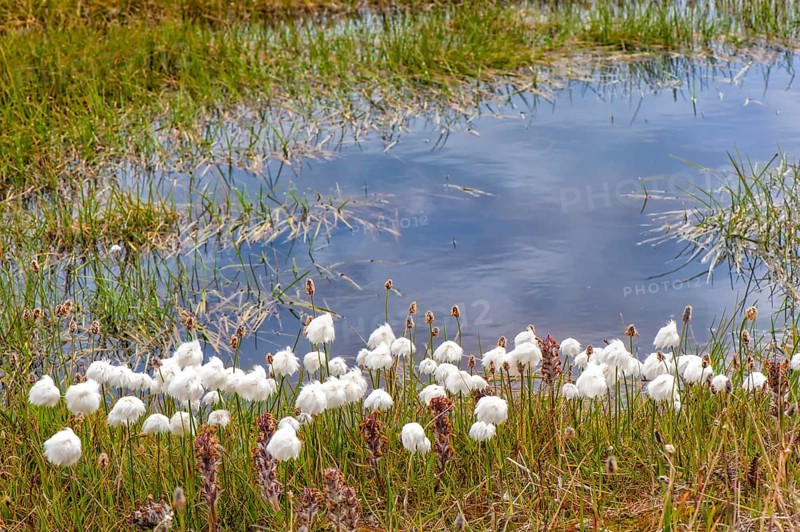 Arctic cottongrass
