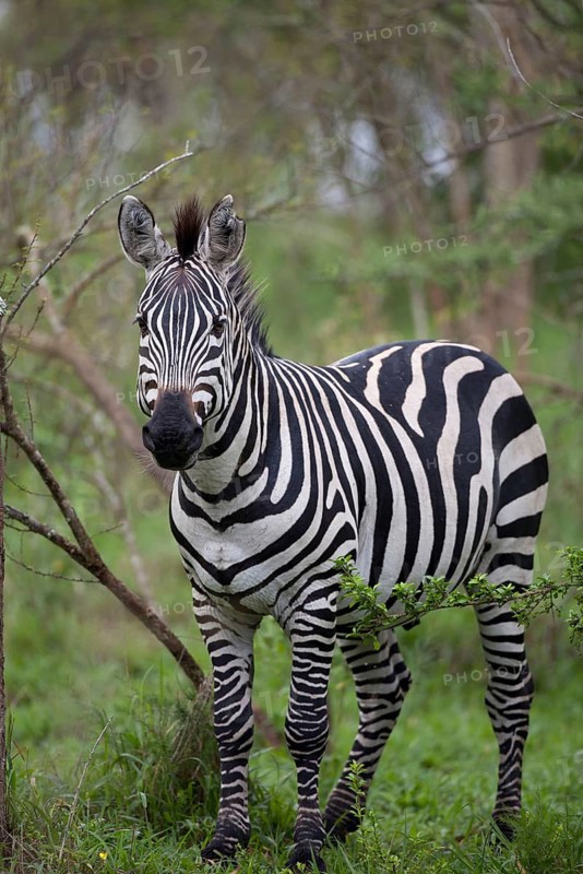 Common plains zebra