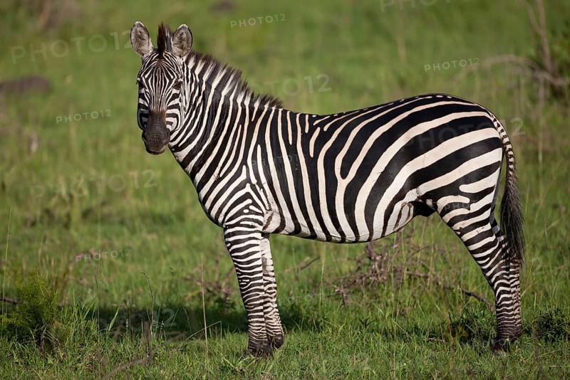 Common plains zebra