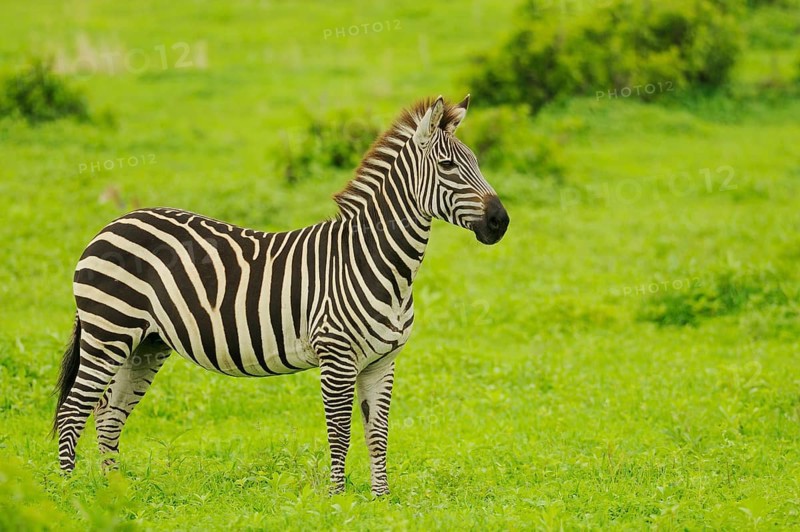 Common plains zebra