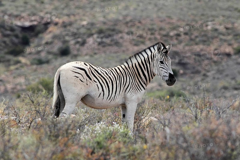 Common Zebra