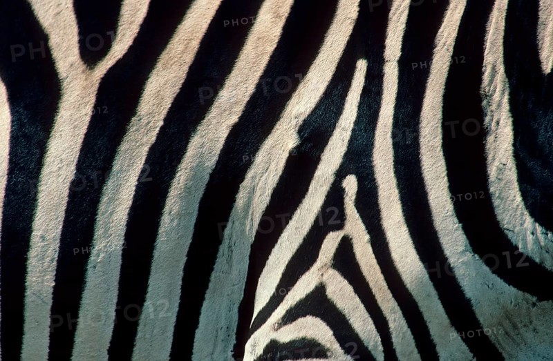 Bohemian zebra