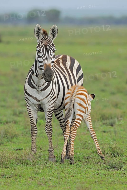 Bohemian zebra