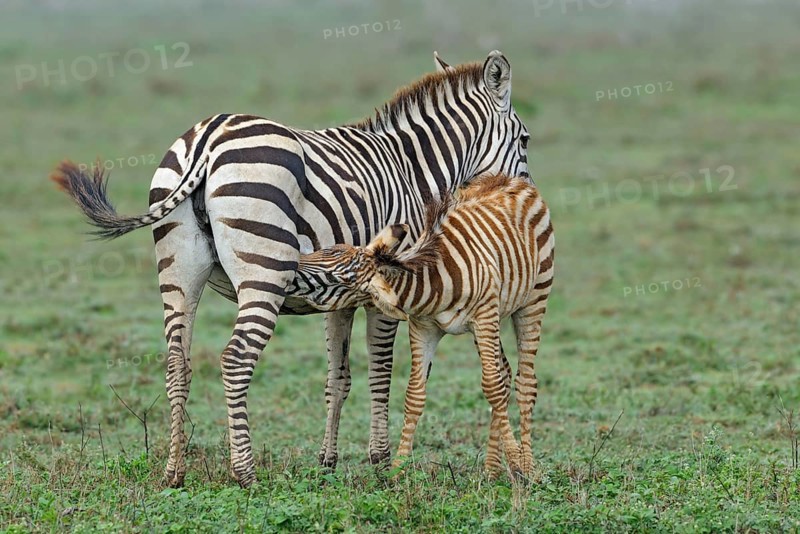 Bohemian zebra