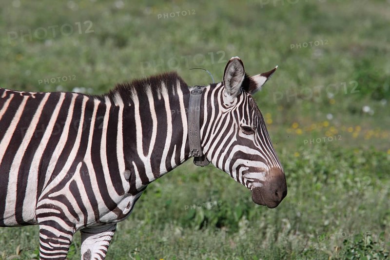 Bohemian zebra