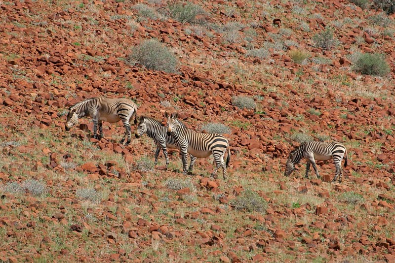 Hartmann's mountain zebra