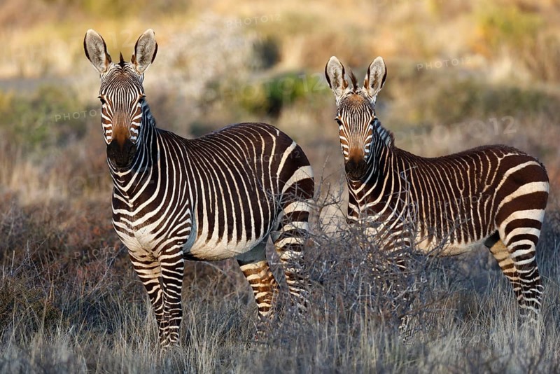 Cape Mountain Zebra