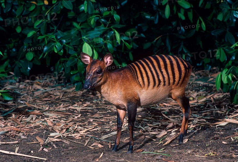Zebra duiker