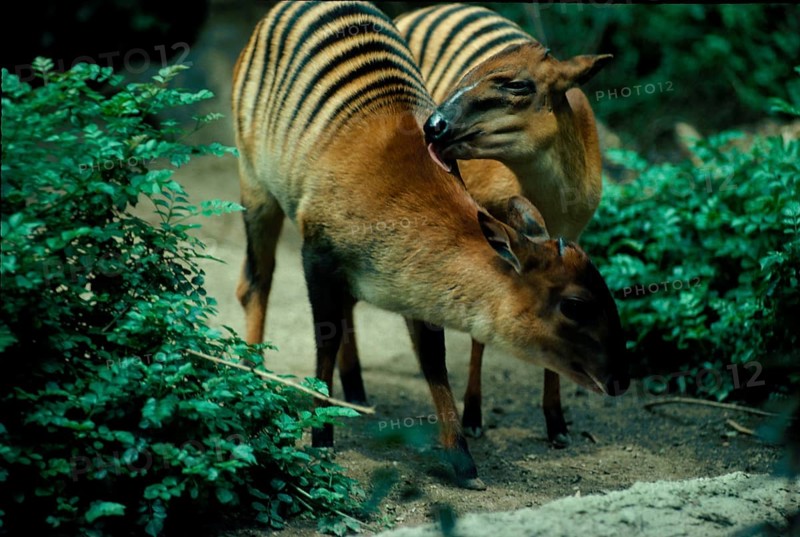 Zebra duiker
