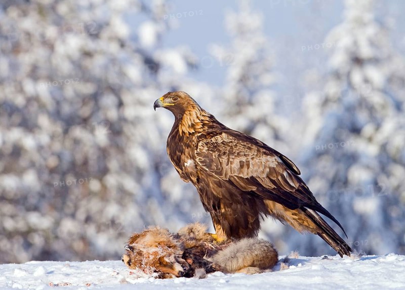 Golden eagle