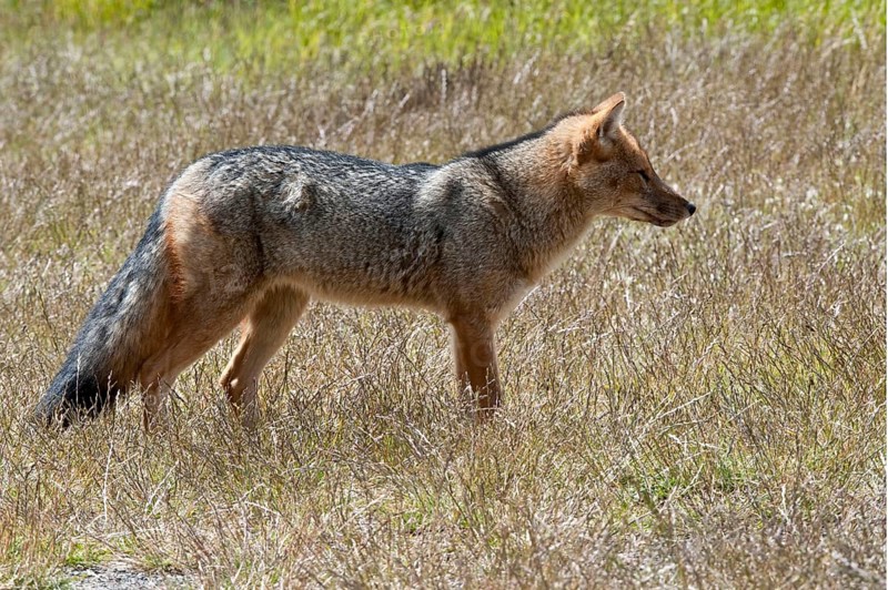 Colpeo andean fox