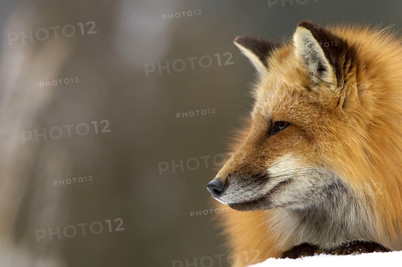 American Red Fox