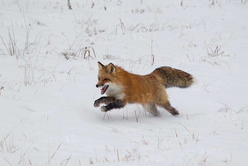 American Red Fox