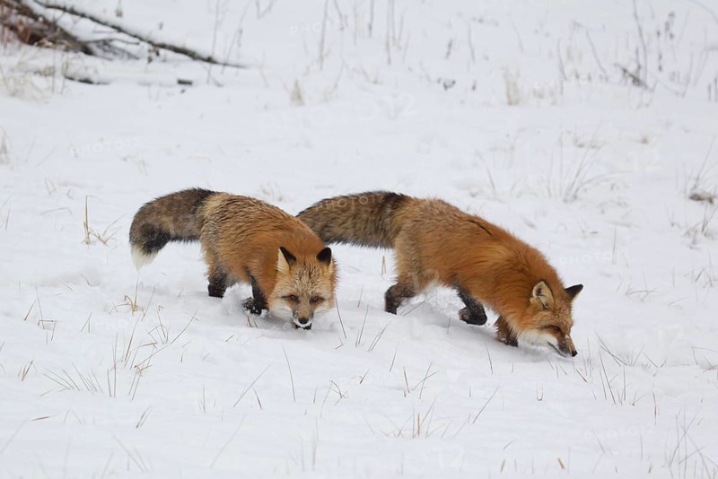 American Red Fox