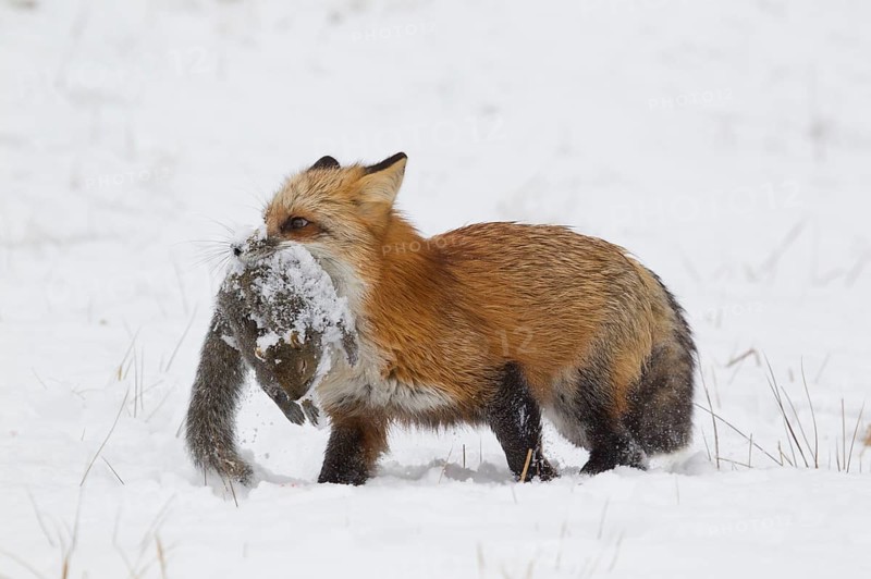 American Red Fox