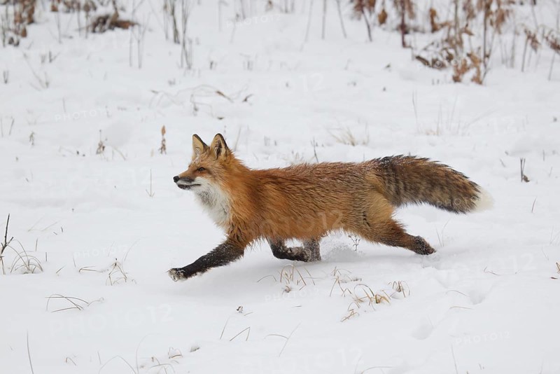 American Red Fox
