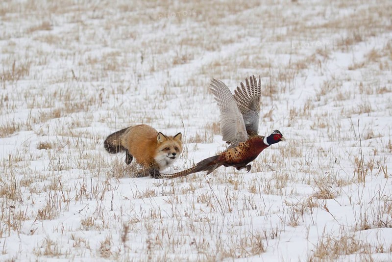 American Red Fox