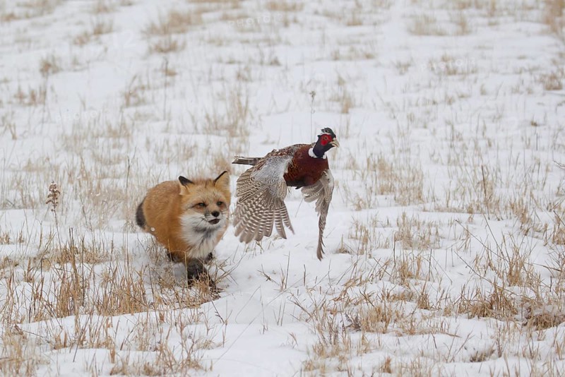 American Red Fox