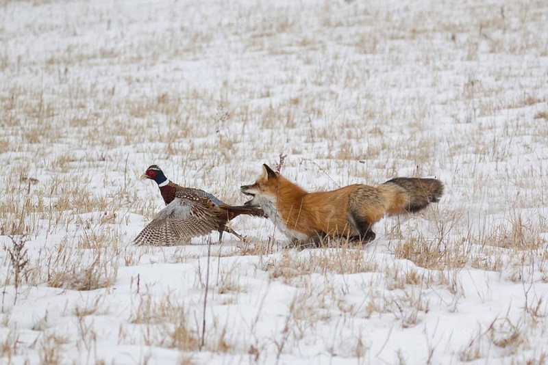 American Red Fox