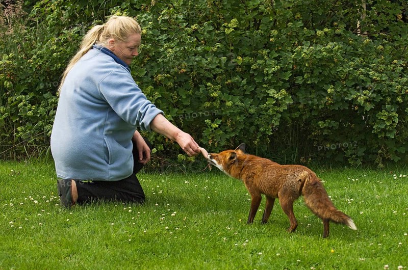 Red fox
