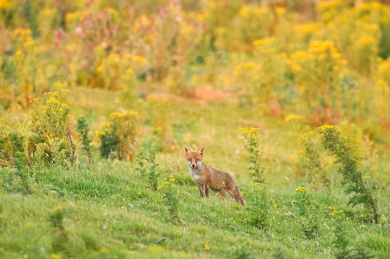 Red fox