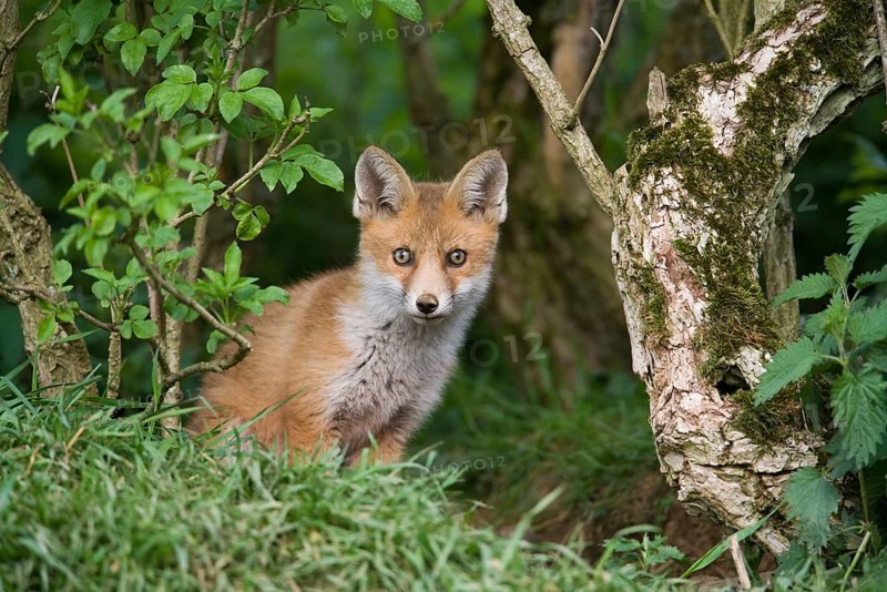 European Red Fox