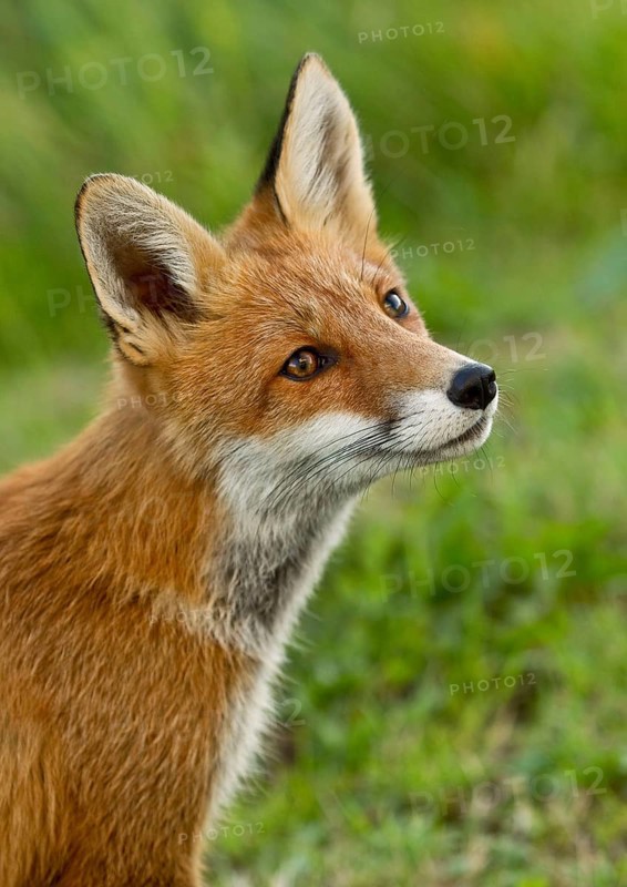 Red fox