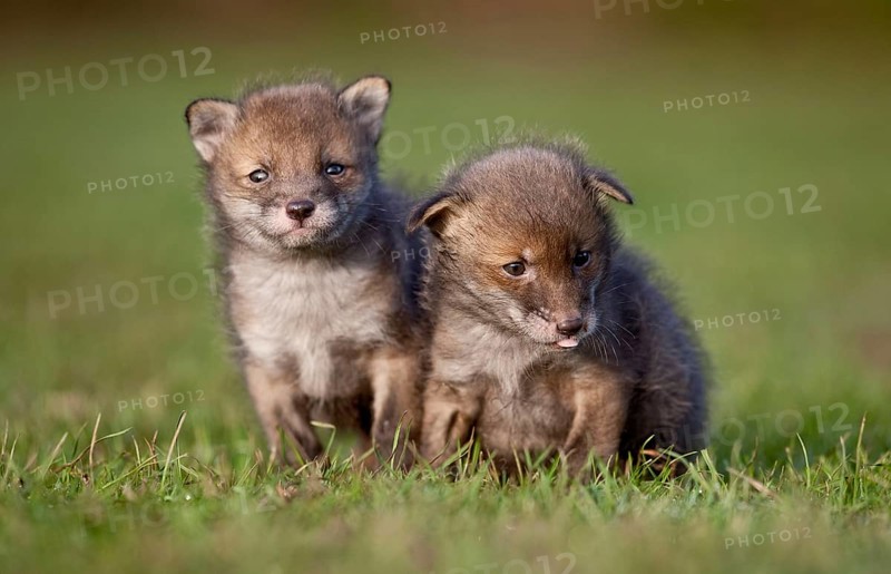 Red fox