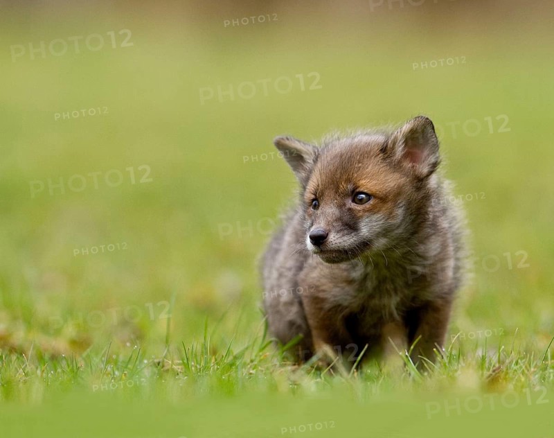Red fox