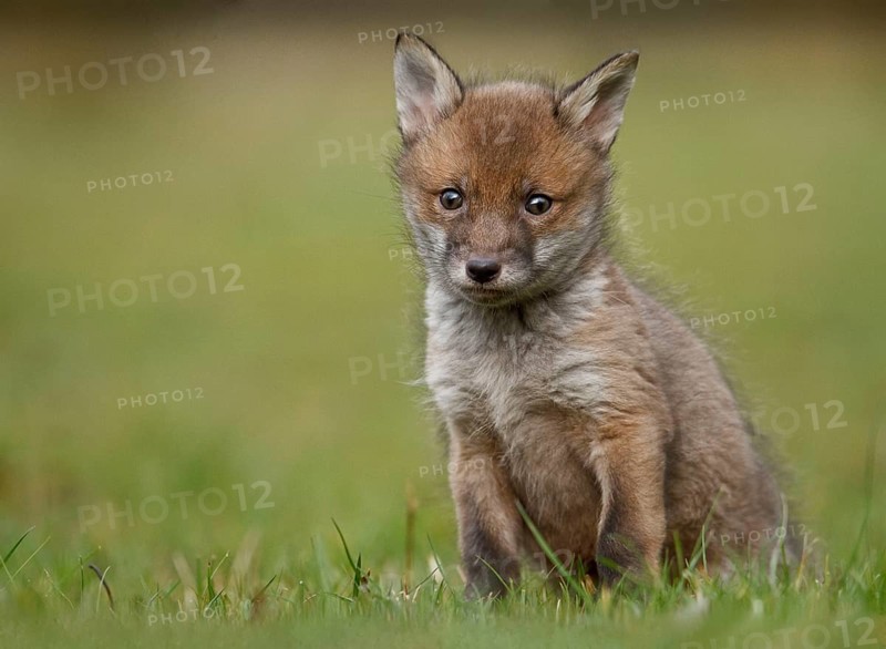 Red fox