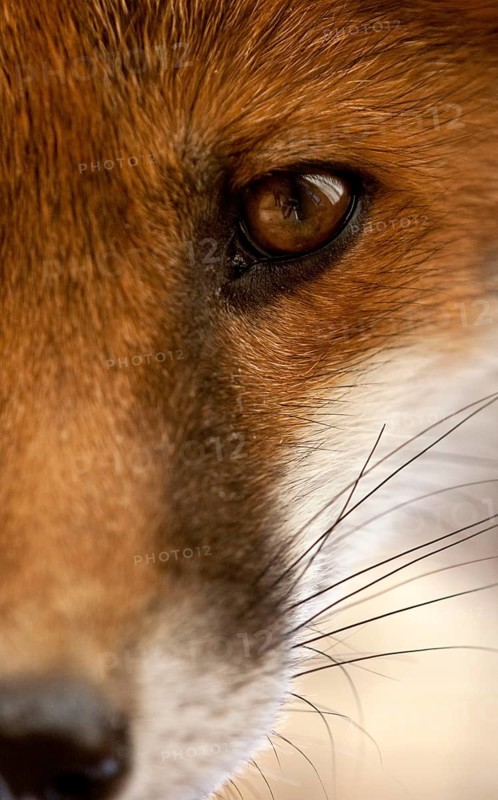 Red fox