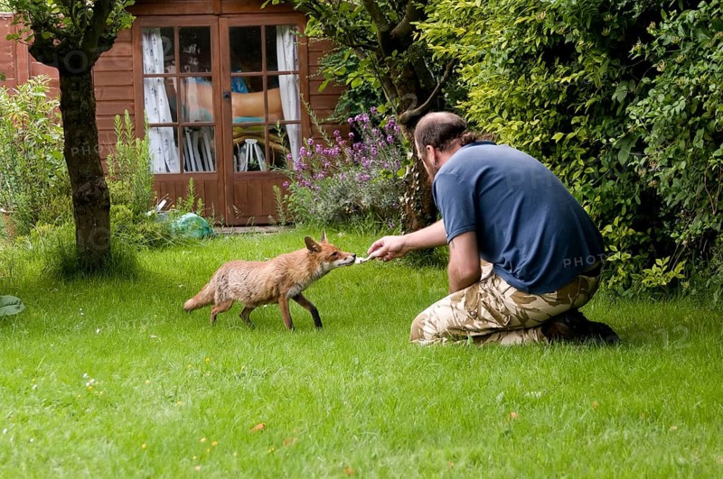 Europaeischer Rotfuchs wird von Hand gefuettert