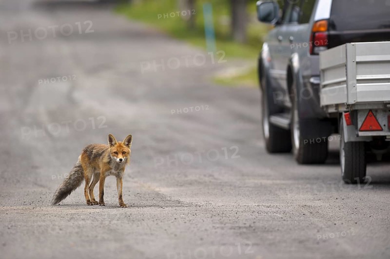 Red fox