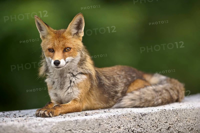Red fox