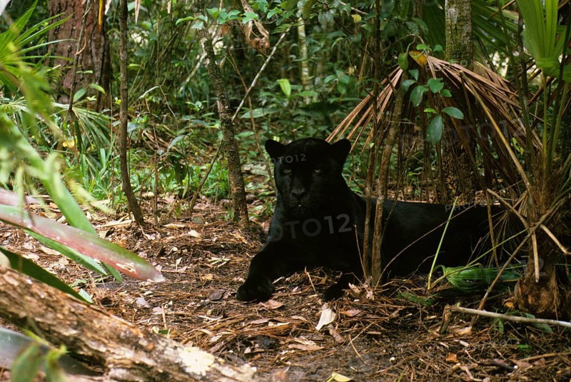 Jaguar