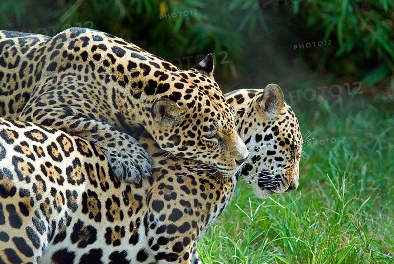 Jaguar