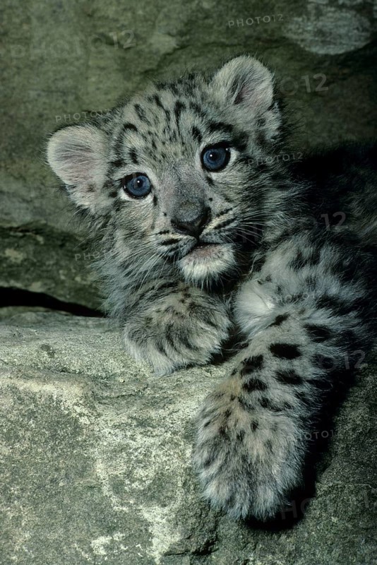 Snow leopard