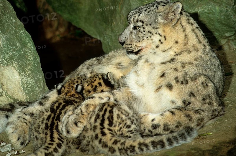 Snow leopard
