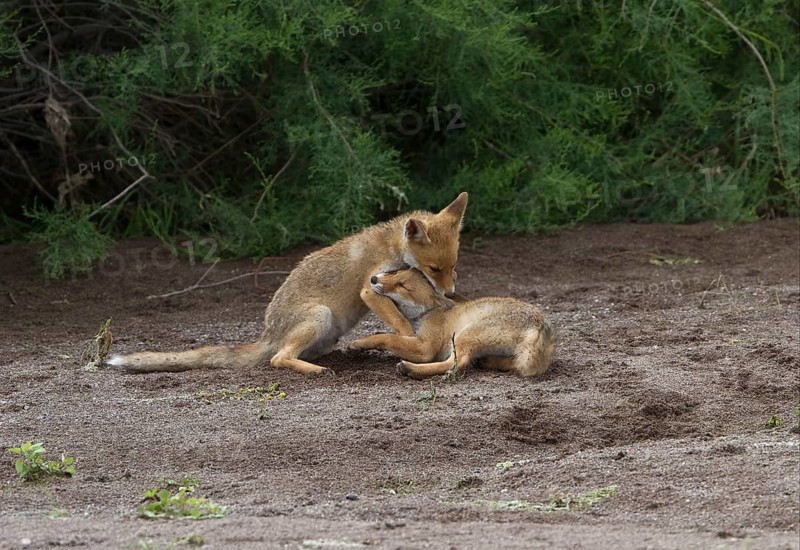 Red fox