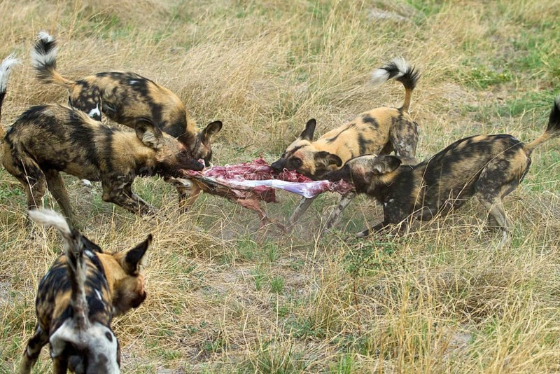 African wild dog