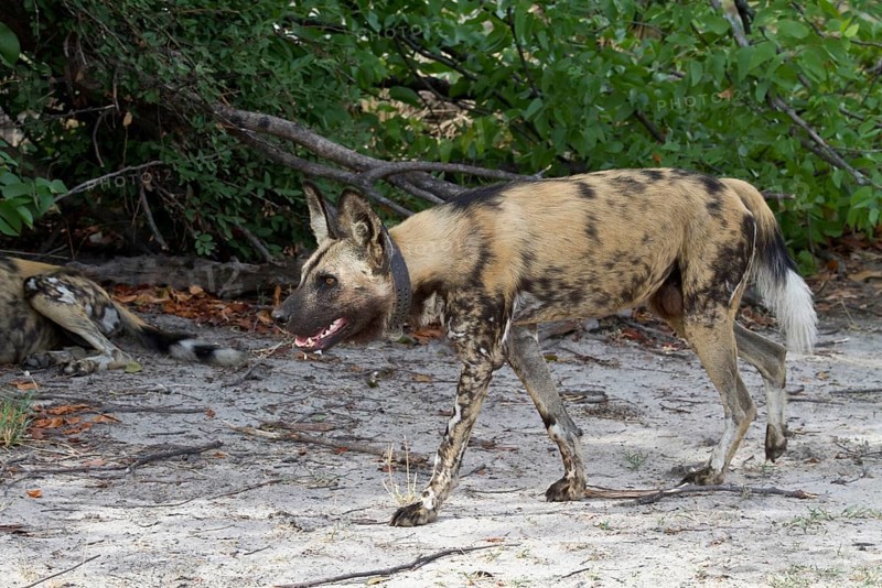 African wild dog