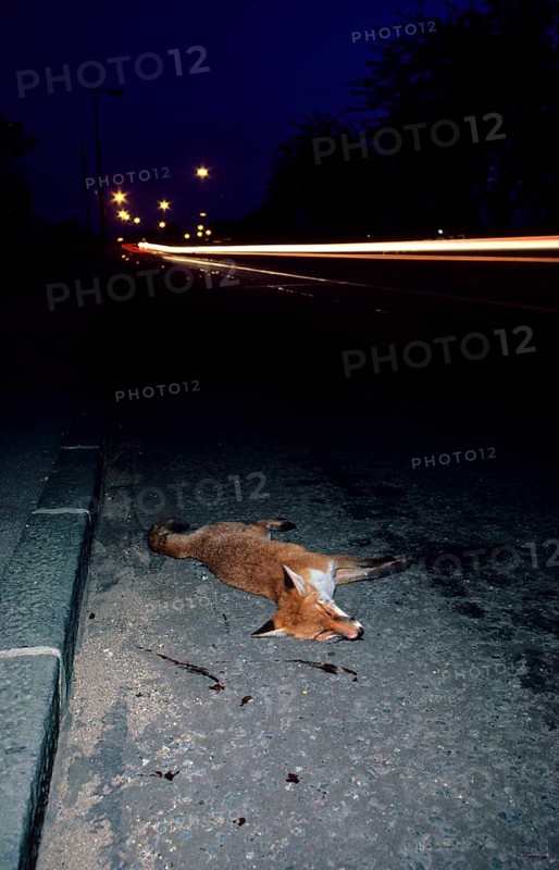 Red fox