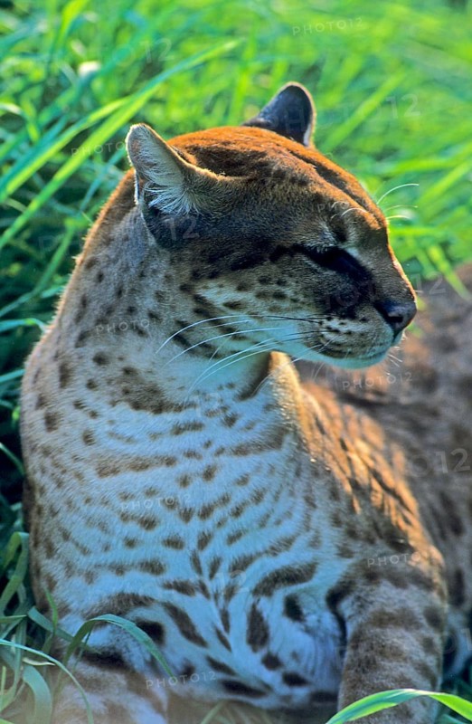 African golden cat