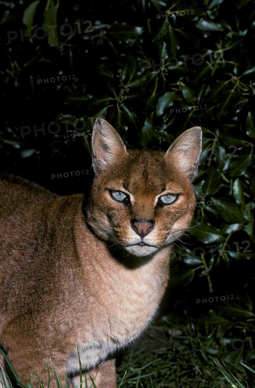 African golden cat