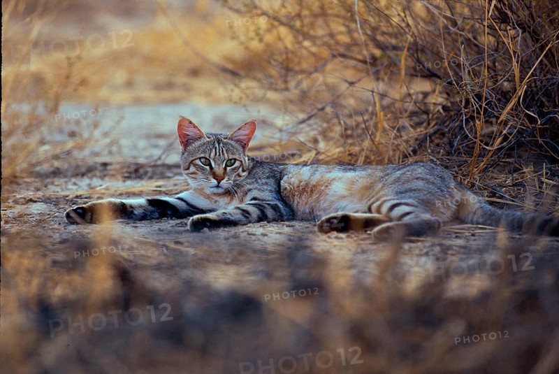 Falcon Cat